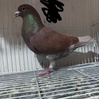 فروش یک جفت نر قلدر ناجلد