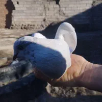 کبوتر|پرنده|اردبیل, |دیوار