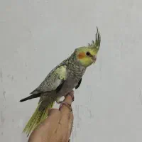 عروس هلندی مرواریدی