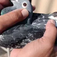 کبوتر پلاکی .اردن.مسافتی|پرنده|اصفهان, ملک‌شهر|دیوار