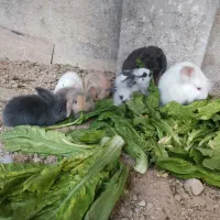 خرگوش  لپ|موش و خرگوش|جم, |دیوار