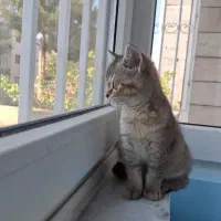 گربه بریتیش ماده|گربه|بجنورد, |دیوار