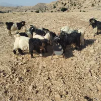 بیگ دوبوری داشتی|حیوانات مزرعه|لالی, |دیوار