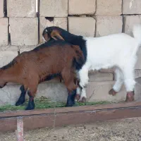 بز دوقلوزا|حیوانات مزرعه|آغاجاری, |دیوار