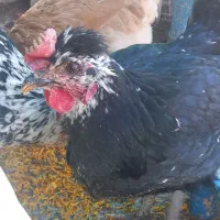 مرغ گلین تخم گذار و دو عدد خروس برهما