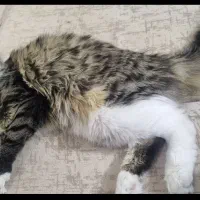 گربه دی اس اچ ماده