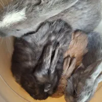 خرگوش لوپ|موش و خرگوش|چهارباغ, |دیوار