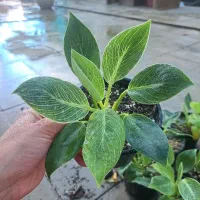 گل وگیاه طبیعی|گل و گیاه طبیعی|رفسنجان, |دیوار
