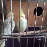 عروس هلندی مولد با جوجه