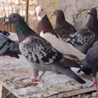پرنده|پرنده|شیراز, آزادگان|دیوار