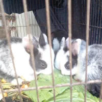 باسلام فروش خرگوش وبچه خرگوش کوچیک و بزرگ