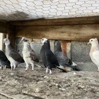 کبوتر جوجه پرشی