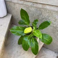 همه 100تا200|گل و گیاه طبیعی|نیشابور, شهید بهشتی|دیوار