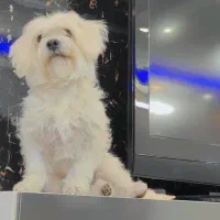 سگ پا کوتاه