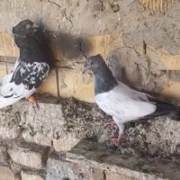 پرنده. طوقی|پرنده|خرمشهر, |دیوار