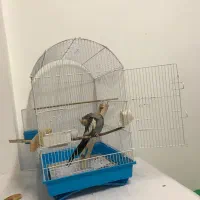 عروس‌هلندی با قفس|پرنده|رشت, حمیدیان|دیوار