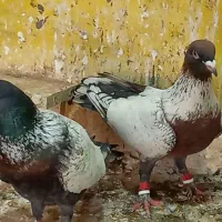 نرماده طاوسی سرخ وارداتی غول پیکر دورشت