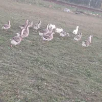 غاز و قوغاز محلی