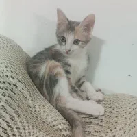 واگذاری گربه