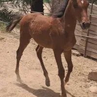 کره نریون اسب.عرب خالص خوزستان|اسب و تجهیزات اسبسواری|شوشتر, |دیوار