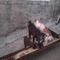 بز خارجی|حیوانات مزرعه|سیوان, |دیوار