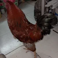 خروس جوان وشاداب