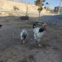 نیمچه برهما لایت