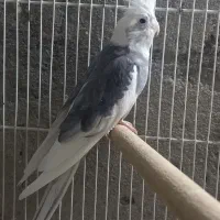 فروش طوطی عروس مولد|پرنده|آمل, |دیوار