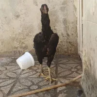 این مرغ رو گم کردم دست هرکس هست پولشو دوبرابر میدم