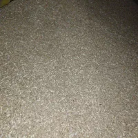 گندم پیشگام برای بذر موجود میباد