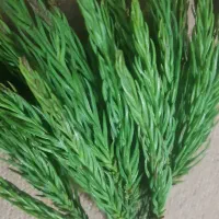 برگ درخت کاج