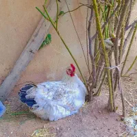 مرغ و خروس