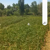 سیر سفید و تند همدان