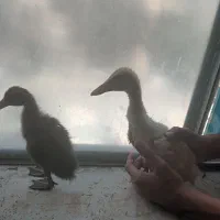 ۲ تا جوجه اردک سالم     فروش فوری.