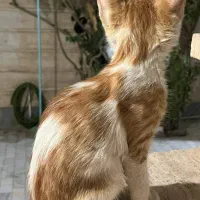 واگذاری گربه خانگی|گربه|قم, چهل درخت‎|دیوار