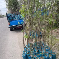 نهال فروشی مهندس آرمین میاندواب|خدمات باغبانی و درختکاری|کرج, فاز ۴ مهرشهر|دیوار