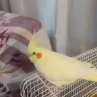 گم شدن عروس هلندی در خیابان جابر طاهر زاده