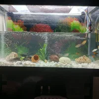 آکواریوم شیشه خم|ماهی|قزوین, |دیوار