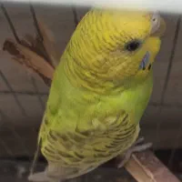 مرغ عشق|پرنده|خان ببین, |دیوار