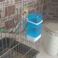 دوعدد عروس زیبا