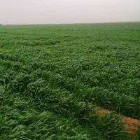 علوفه دام کاه