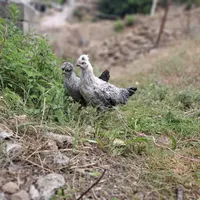 جوجه مرغ کاکلی