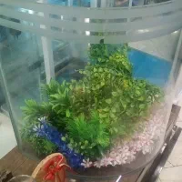 آکواریوم نیمه استوانه ای
