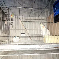 عروس هلندی|پرنده|شهریار, کهنز|دیوار