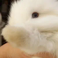 خرگوش چشم آبی لوپ نر بهترین نژاد