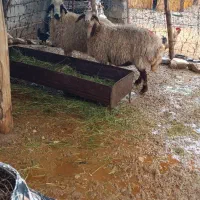 میش،  گوسفند