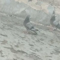 کبوتر مسافتی