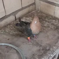 کبوتر سر طلایی