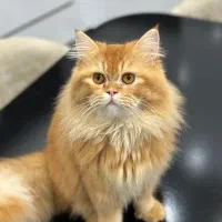 بریتیش لانگ هیر|گربه|رشت, گلسار|دیوار