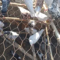 کفتر کبوتر تهرانی|پرنده|خاوران, |دیوار